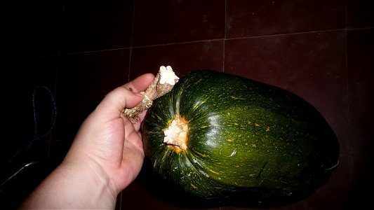Cucurbita pepo "zapallo de Angola" semillería La Paulita.
Sown in september 2014 in Fortín Olavarría town, Buenos Aires province, Argentina

Planta seca al día 40 del zapallo pero agonizando desde ant