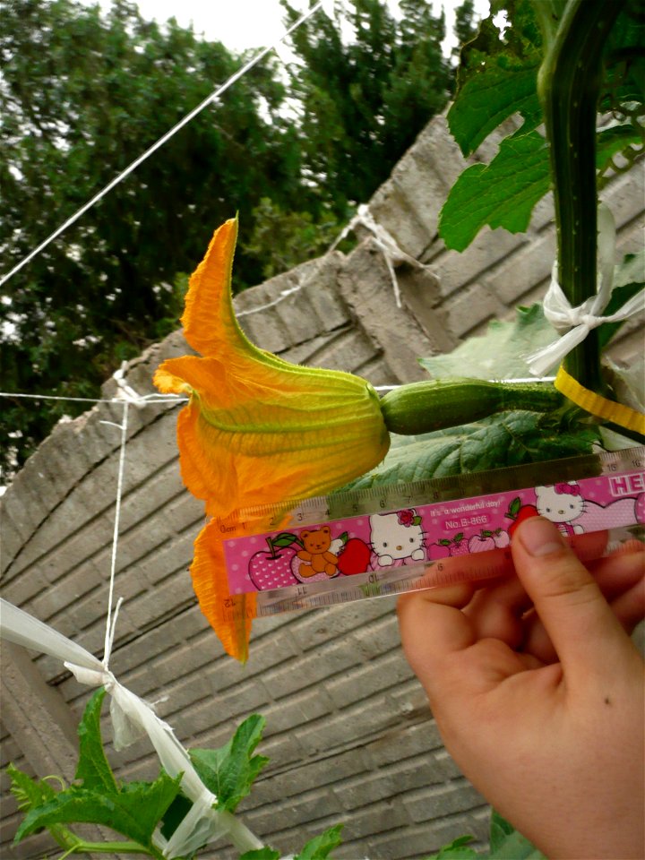 Cucurbita pepo "zapallo de Angola" semillería La Paulita.
Fortín Olavarría town, Buenos Aires province, Argentina.