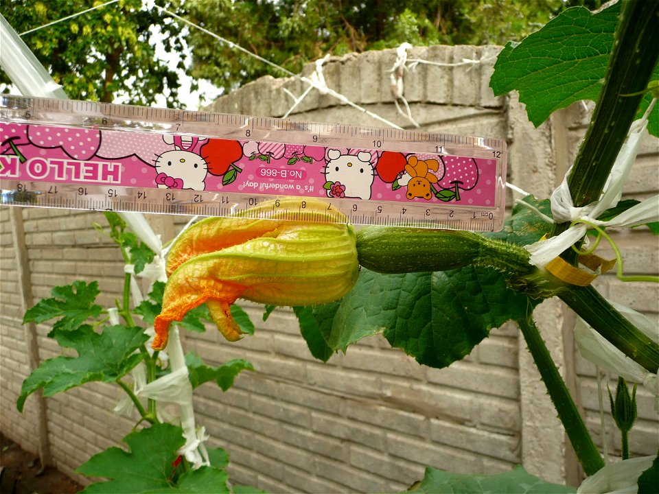 Cucurbita pepo "zapallo de Angola" semillería La Paulita.
Fortín Olavarría town, Buenos Aires province, Argentina.