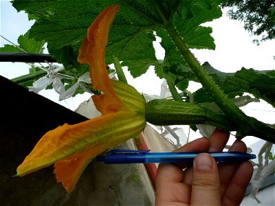 Cucurbita pepo "zapallo de Angola" semillería La Paulita.
Sown in september 2014 in Fortín Olavarría town, Buenos Aires province, Argentina