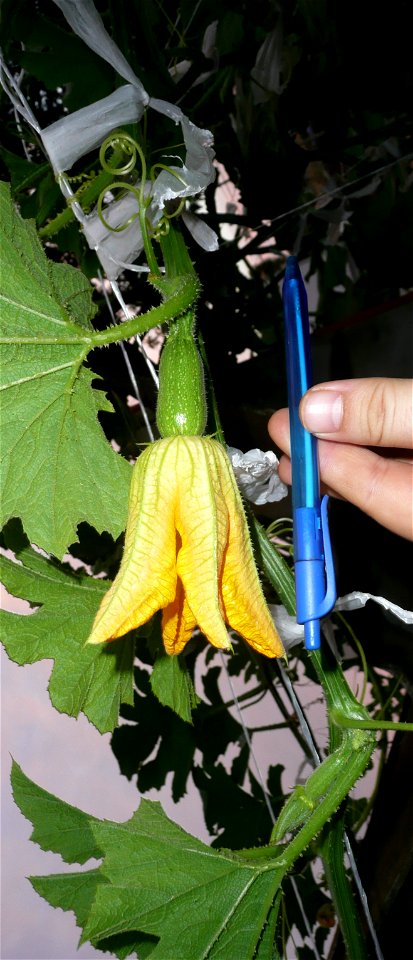 Cucurbita pepo "zapallo de Angola" semillería La Paulita.
Sown in september 2014 in Fortín Olavarría town, Buenos Aires province, Argentina
