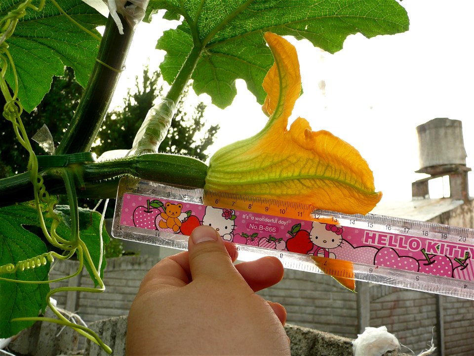 Cucurbita pepo "zapallo de Angola" semillería La Paulita.
Sown in september 2014 in Fortín Olavarría town, Buenos Aires province, Argentina