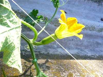 Cucurbita pepo "zapallo de Angola" semillería La Paulita.
Sown in september 2014 in Fortín Olavarría town, Buenos Aires province, Argentina