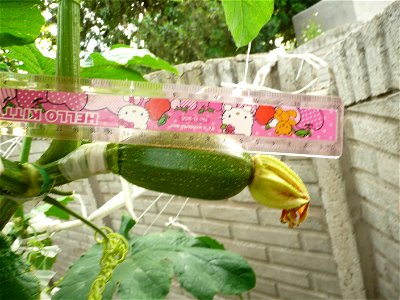 Cucurbita pepo "zapallo de Angola" semillería La Paulita.
Fortín Olavarría town, Buenos Aires province, Argentina.