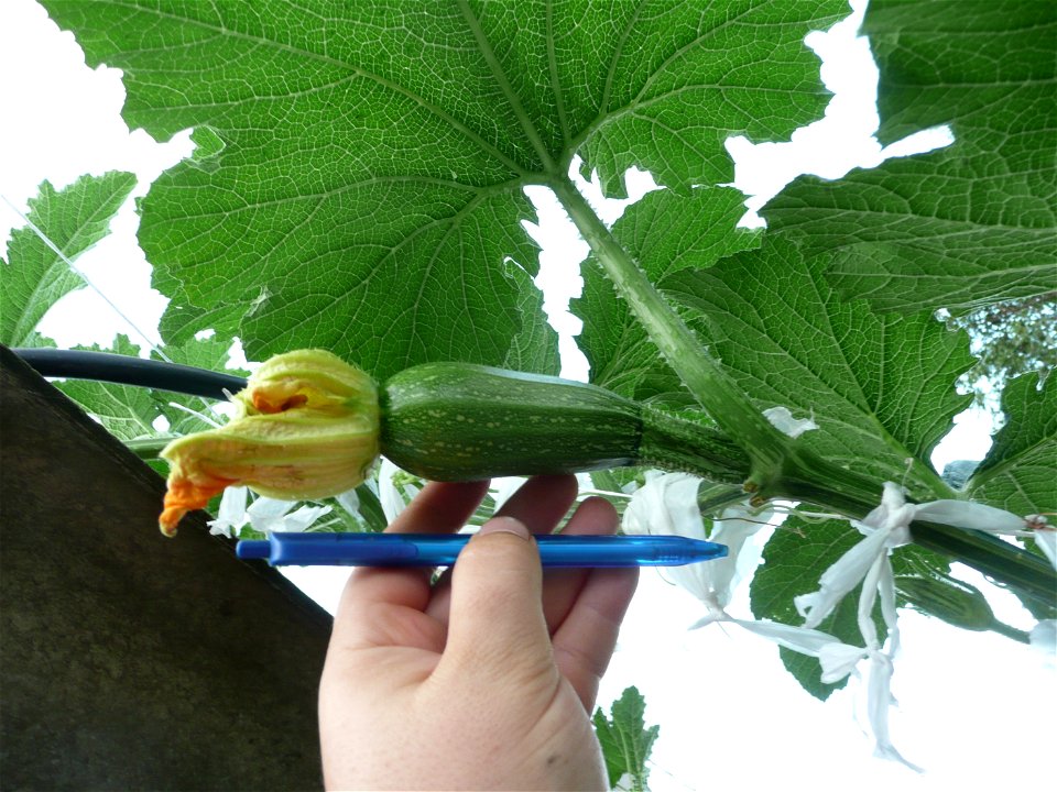 Cucurbita pepo "zapallo de Angola" semillería La Paulita.
Sown in september 2014 in Fortín Olavarría town, Buenos Aires province, Argentina