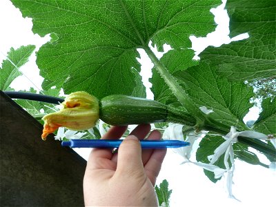 Cucurbita pepo "zapallo de Angola" semillería La Paulita.
Sown in september 2014 in Fortín Olavarría town, Buenos Aires province, Argentina