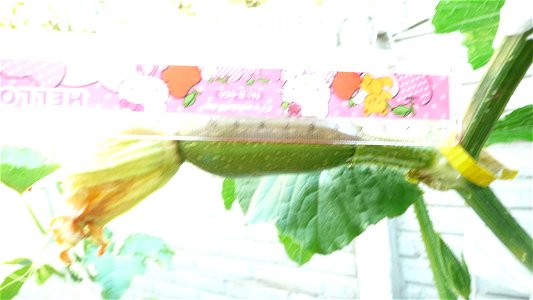 Cucurbita pepo "zapallo de Angola" semillería La Paulita.
Fortín Olavarría town, Buenos Aires province, Argentina.
