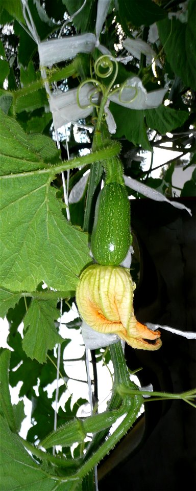 Cucurbita pepo "zapallo de Angola" semillería La Paulita.
Sown in september 2014 in Fortín Olavarría town, Buenos Aires province, Argentina
