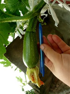 Cucurbita pepo "zapallo de Angola" semillería La Paulita.
Sown in september 2014 in Fortín Olavarría town, Buenos Aires province, Argentina