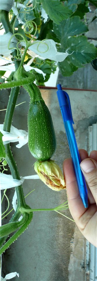 Cucurbita pepo "zapallo de Angola" semillería La Paulita.
Sown in september 2014 in Fortín Olavarría town, Buenos Aires province, Argentina