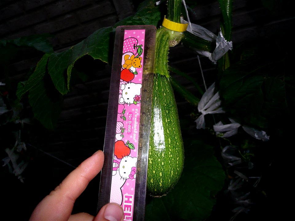 Cucurbita pepo "zapallo de Angola" semillería La Paulita.
Fortín Olavarría town, Buenos Aires province, Argentina.