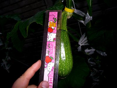 Cucurbita pepo "zapallo de Angola" semillería La Paulita.
Fortín Olavarría town, Buenos Aires province, Argentina.