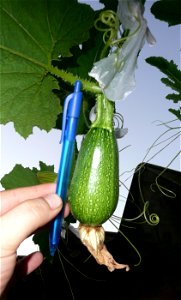 Cucurbita pepo "zapallo de Angola" semillería La Paulita.
Sown in september 2014 in Fortín Olavarría town, Buenos Aires province, Argentina