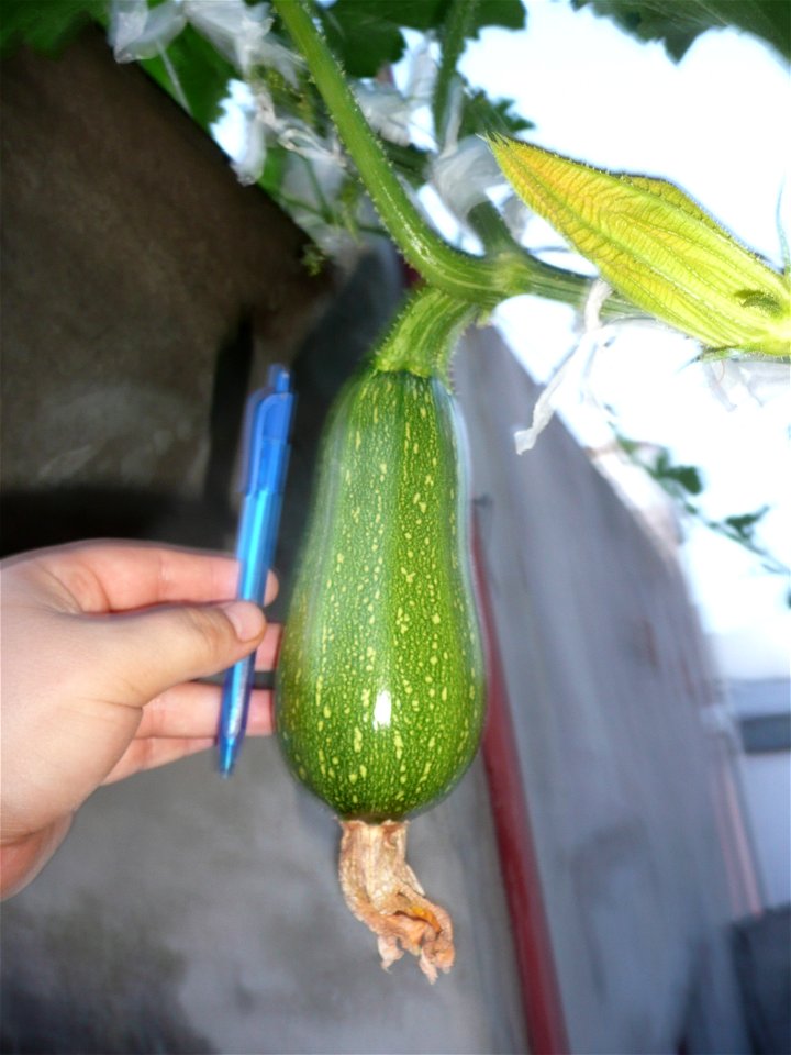 Cucurbita pepo "zapallo de Angola" semillería La Paulita.
Sown in september 2014 in Fortín Olavarría town, Buenos Aires province, Argentina