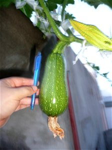 Cucurbita pepo "zapallo de Angola" semillería La Paulita.
Sown in september 2014 in Fortín Olavarría town, Buenos Aires province, Argentina