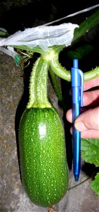 Cucurbita pepo "zapallo de Angola" semillería La Paulita.
Sown in september 2014 in Fortín Olavarría town, Buenos Aires province, Argentina