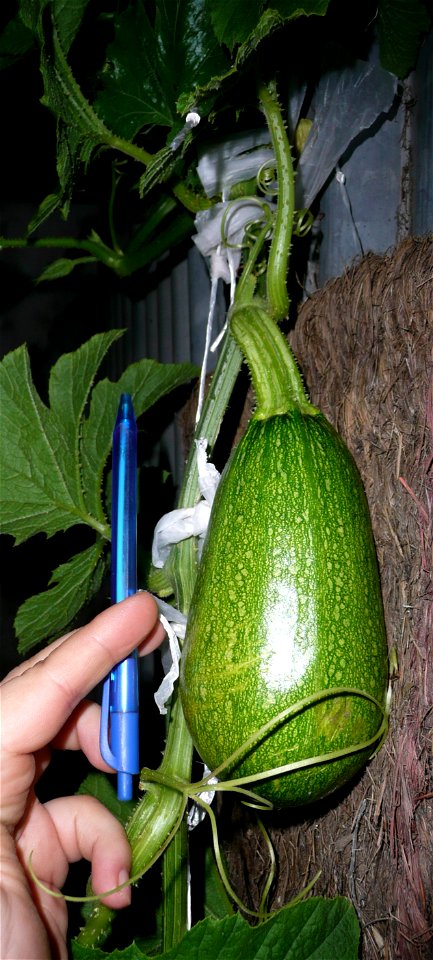 Cucurbita pepo "zapallo de Angola" semillería La Paulita.
Sown in september 2014 in Fortín Olavarría town, Buenos Aires province, Argentina