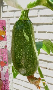Cucurbita pepo "zapallo de Angola" semillería La Paulita.
Sown in september 2014 in Fortín Olavarría town, Buenos Aires province, Argentina