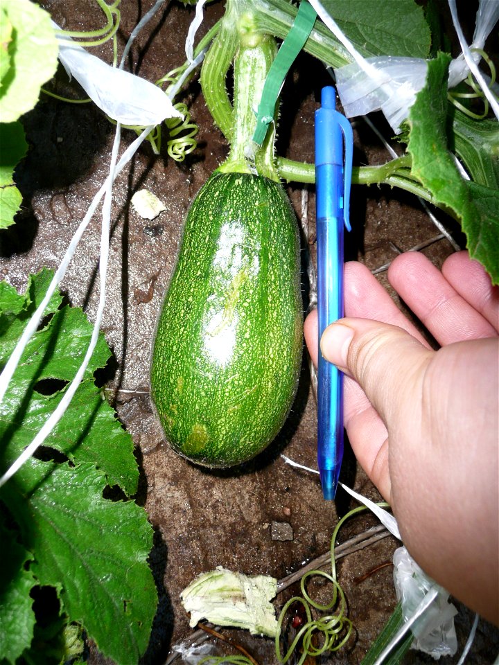 Cucurbita pepo "zapallo de Angola" semillería La Paulita.
Fortín Olavarría town, Buenos Aires province, Argentina.