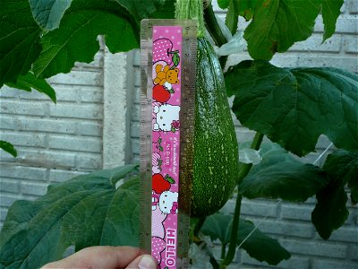 Cucurbita pepo "zapallo de Angola" semillería La Paulita.
Fortín Olavarría town, Buenos Aires province, Argentina.