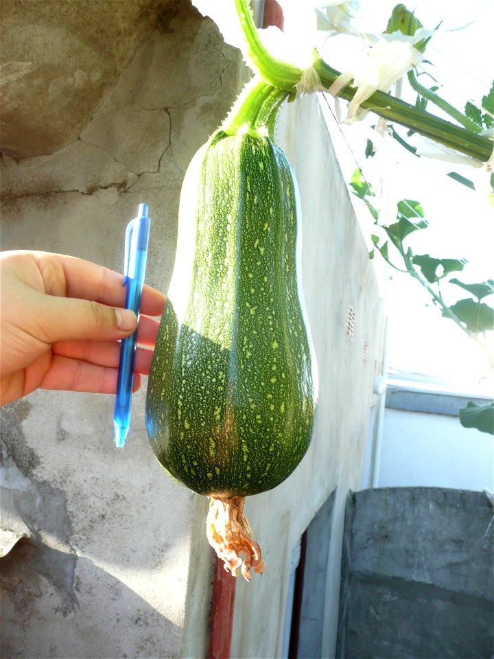 Cucurbita pepo "zapallo de Angola" semillería La Paulita.
Sown in september 2014 in Fortín Olavarría town, Buenos Aires province, Argentina