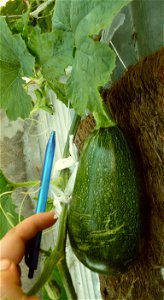Cucurbita pepo "zapallo de Angola" semillería La Paulita.
Fortín Olavarría town, Buenos Aires province, Argentina.