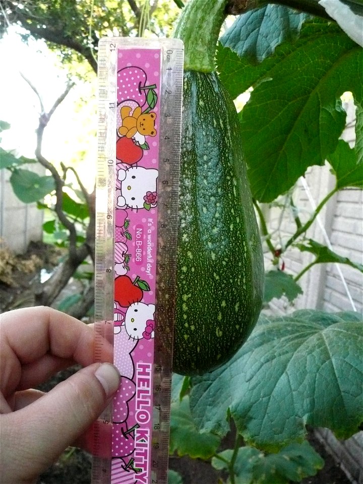 Cucurbita pepo "zapallo de Angola" semillería La Paulita.
Fortín Olavarría town, Buenos Aires province, Argentina.