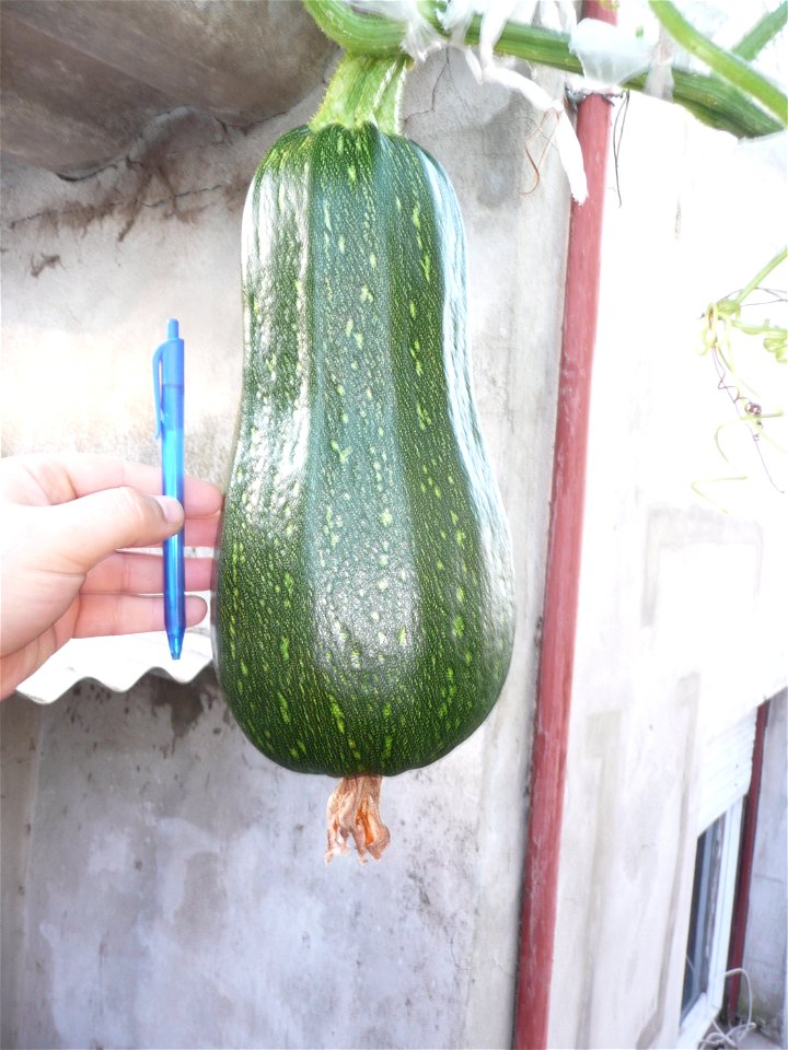 Cucurbita pepo "zapallo de Angola" semillería La Paulita.
Sown in september 2014 in Fortín Olavarría town, Buenos Aires province, Argentina