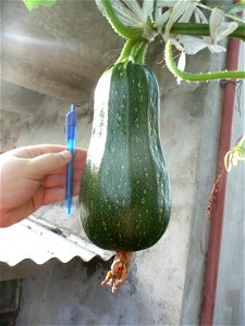 Cucurbita pepo "zapallo de Angola" semillería La Paulita.
Sown in september 2014 in Fortín Olavarría town, Buenos Aires province, Argentina