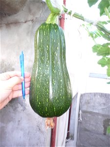 Cucurbita pepo "zapallo de Angola" semillería La Paulita.
Sown in september 2014 in Fortín Olavarría town, Buenos Aires province, Argentina