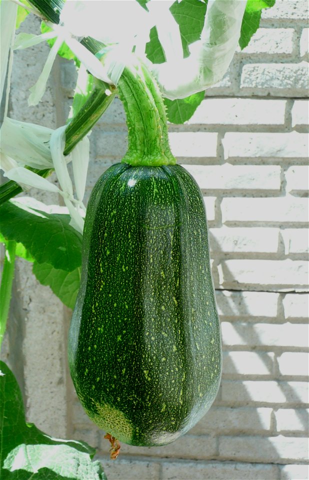 Cucurbita pepo "zapallo de Angola" semillería La Paulita.
Sown in september 2014 in Fortín Olavarría town, Buenos Aires province, Argentina