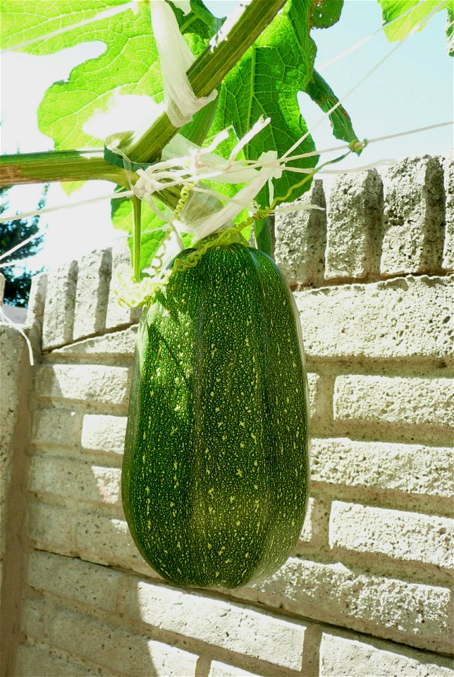Cucurbita pepo "zapallo de Angola" semillería La Paulita.
Fortín Olavarría town, Buenos Aires province, Argentina.