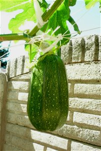 Cucurbita pepo "zapallo de Angola" semillería La Paulita.
Fortín Olavarría town, Buenos Aires province, Argentina.