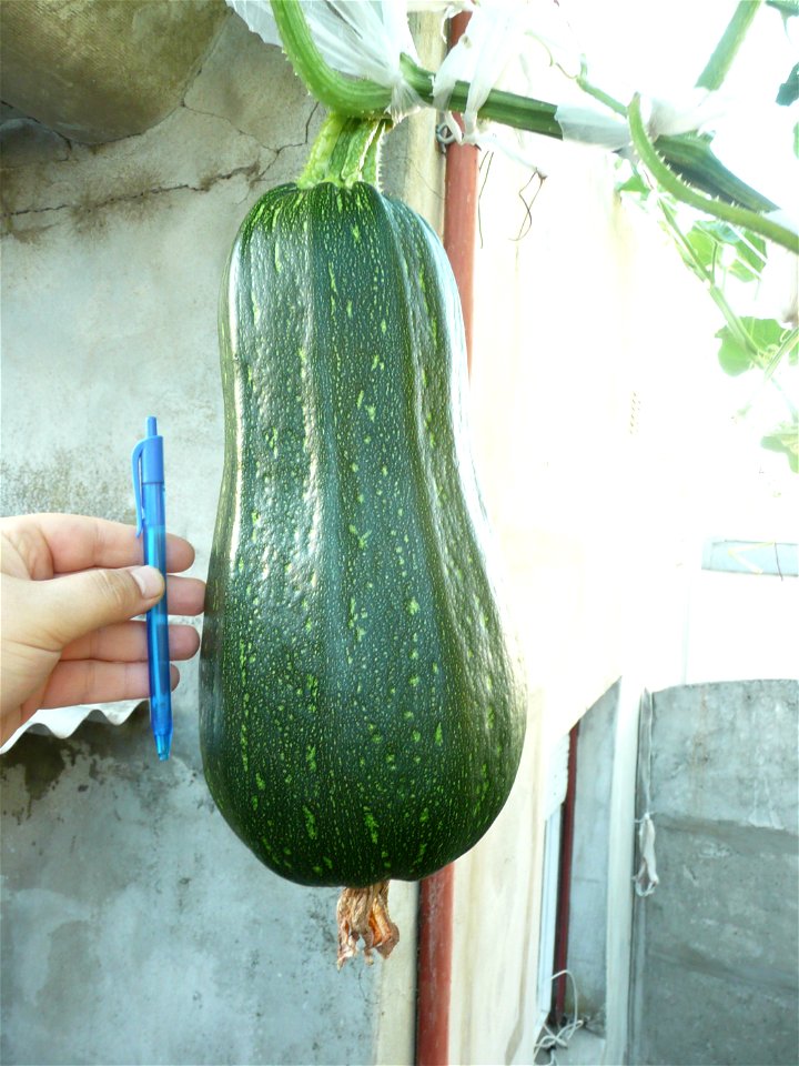 Cucurbita pepo "zapallo de Angola" semillería La Paulita.
Sown in september 2014 in Fortín Olavarría town, Buenos Aires province, Argentina