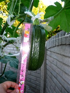 Cucurbita pepo "zapallo de Angola" semillería La Paulita.
Sown in september 2014 in Fortín Olavarría town, Buenos Aires province, Argentina