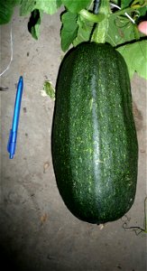 Cucurbita pepo "zapallo de Angola" semillería La Paulita.
Sown in september 2014 in Fortín Olavarría town, Buenos Aires province, Argentina
