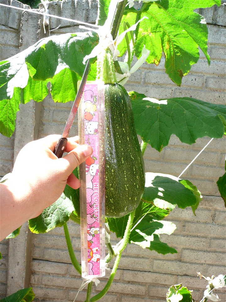 Cucurbita pepo "zapallo de Angola" semillería La Paulita.
Fortín Olavarría town, Buenos Aires province, Argentina.