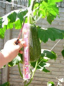 Cucurbita pepo "zapallo de Angola" semillería La Paulita.
Fortín Olavarría town, Buenos Aires province, Argentina.