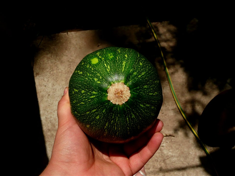 Cucurbita pepo "zapallo de Angola" semillería La Paulita.
Fortín Olavarría town, Buenos Aires province, Argentina.
