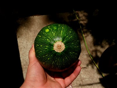 Cucurbita pepo "zapallo de Angola" semillería La Paulita.
Fortín Olavarría town, Buenos Aires province, Argentina.