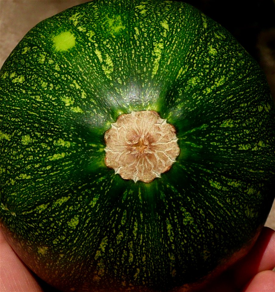 Cucurbita pepo "zapallo de Angola" semillería La Paulita.
Fortín Olavarría town, Buenos Aires province, Argentina.