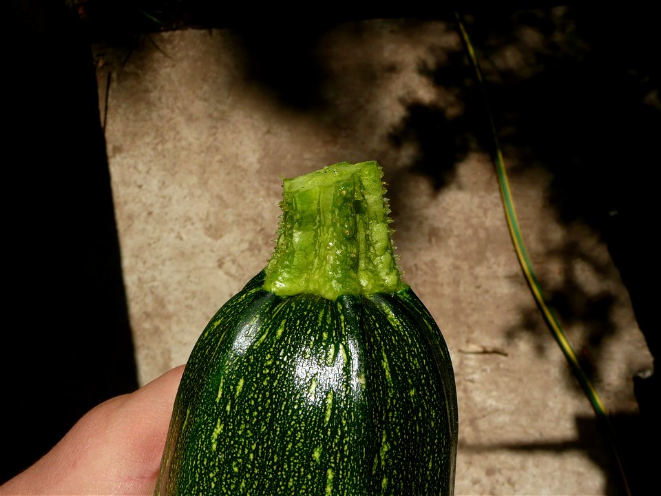 Cucurbita pepo "zapallo de Angola" semillería La Paulita.
Fortín Olavarría town, Buenos Aires province, Argentina.