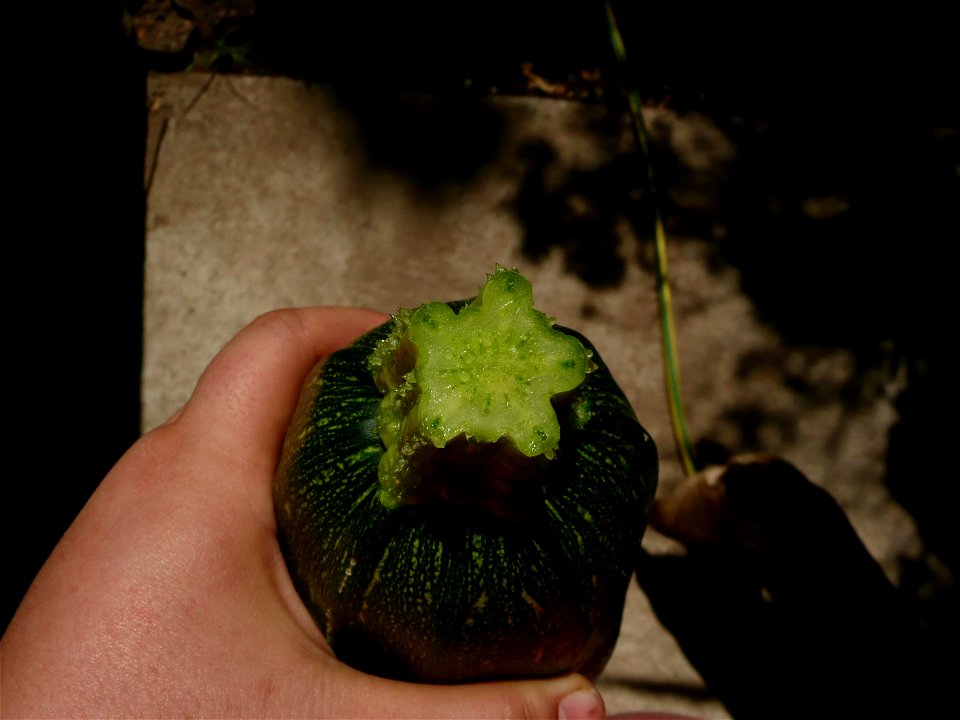 Cucurbita pepo "zapallo de Angola" semillería La Paulita.
Fortín Olavarría town, Buenos Aires province, Argentina.