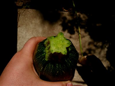 Cucurbita pepo "zapallo de Angola" semillería La Paulita.
Fortín Olavarría town, Buenos Aires province, Argentina.