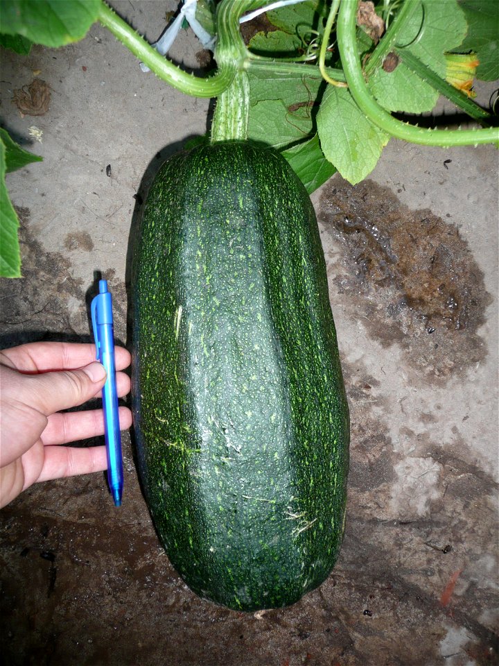 Cucurbita pepo "zapallo de Angola" semillería La Paulita.
Fortín Olavarría town, Buenos Aires province, Argentina.