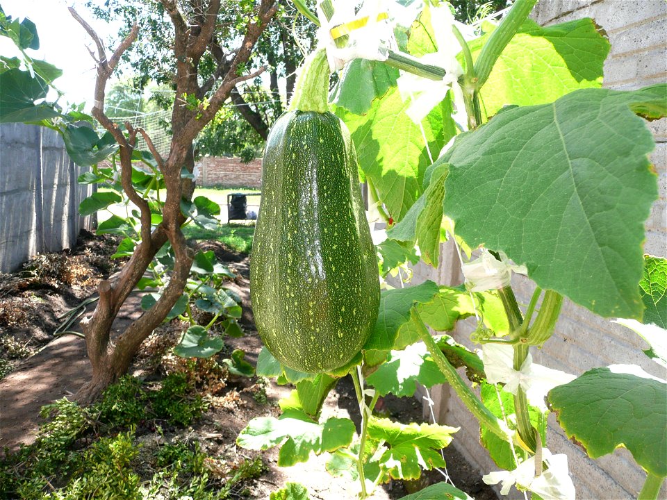 Cucurbita pepo "zapallo de Angola" semillería La Paulita.
Fortín Olavarría town, Buenos Aires province, Argentina.