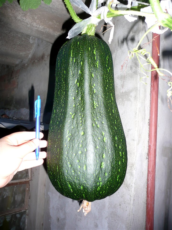 Cucurbita pepo "zapallo de Angola" semillería La Paulita.
Sown in september 2014 in Fortín Olavarría town, Buenos Aires province, Argentina
