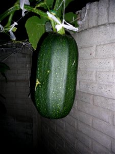Cucurbita pepo "zapallo de Angola" semillería La Paulita.
Sown in september 2014 in Fortín Olavarría town, Buenos Aires province, Argentina