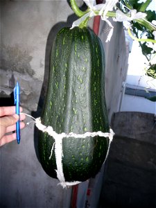 Cucurbita pepo "zapallo de Angola" semillería La Paulita.
Sown in september 2014 in Fortín Olavarría town, Buenos Aires province, Argentina