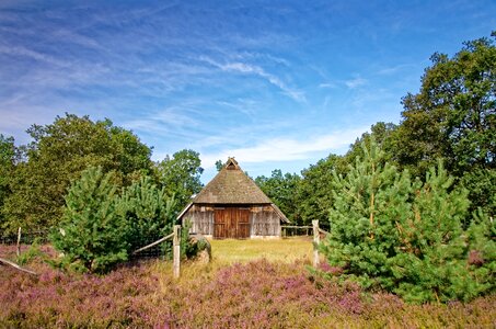 Heathland heather nature reserve